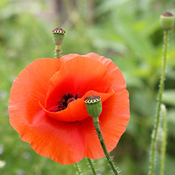 La fleur et le trottoir