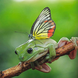 Entendre la nature