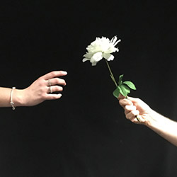 Variations florales
