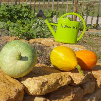 Un jardin partagé à La Doua