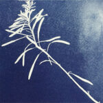 Du cyanotype en peinture