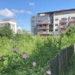Balade urbaine à la découverte du nouveau Curieux Détours "Nature à Ferrandière / Maisons-Neuves"