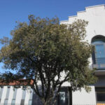 Visite architectural du Rize
