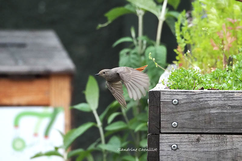 VERNISSAGE : BIODIVERSITÉ - UN VOYAGE AU BOUT DE LA RUE