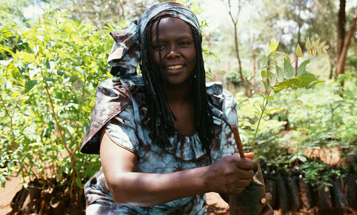 Wangari Maathaï, la mère des arbres